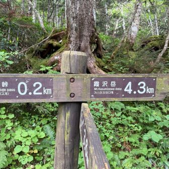 ここから遠いと評判の霞沢岳へ！
ちゃんと余裕を持って日帰りできるかな〜
最悪上高地に戻ることも選択肢で向かいます🏃‍➡️