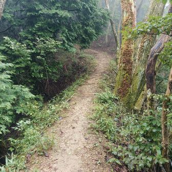 登山道出ました!