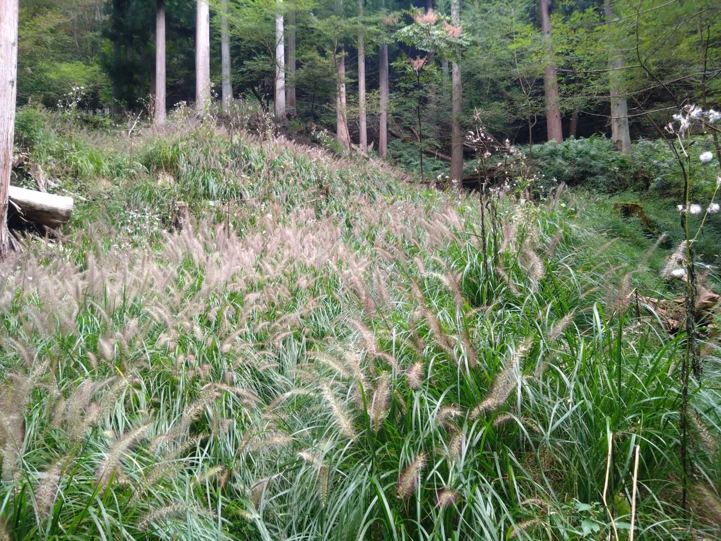 草ボーボー地帯