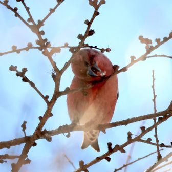 カラマツの冬芽を食べている
もう松の実は、残ってないのかな🤔