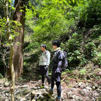 りゅうたんこぶ