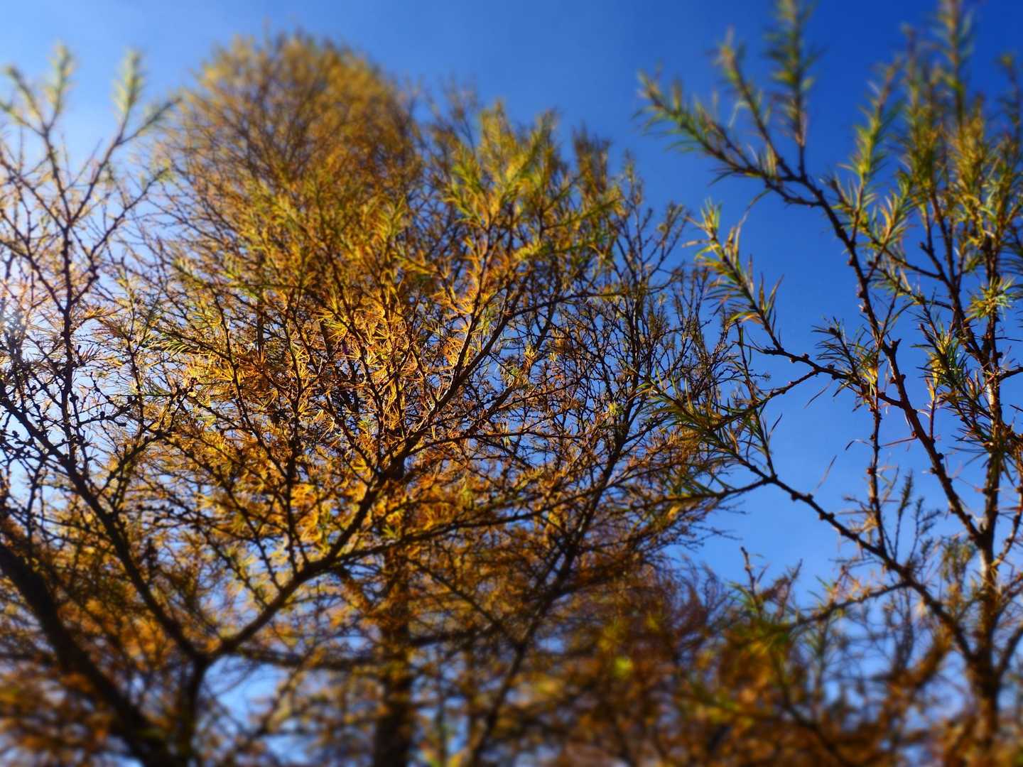 カラマツの紅葉(⁠◍⁠•⁠ᴗ⁠•⁠◍⁠)