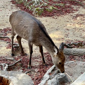 鹿がね待っててくれた