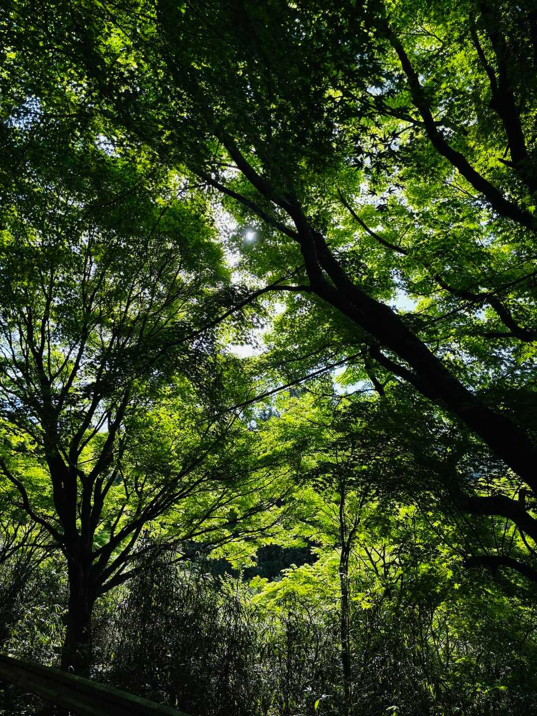 加茂ゆらりんこ橋登山口-加茂神社-真名子登山口-二丈岳 往復コースの写真