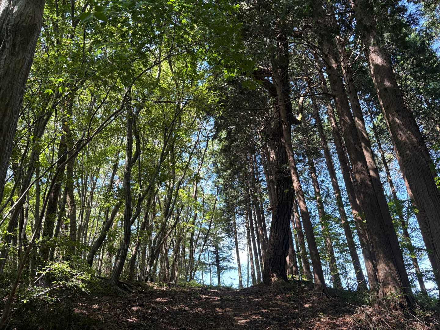 相栗峠-鷹林山-竜王山 往復コースの写真