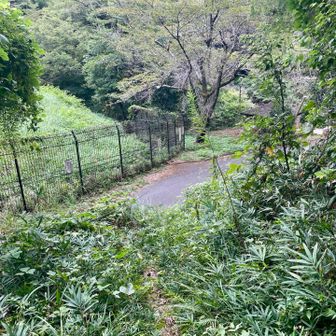 無事車道に出てきました
ここまでの下山した道はYAMAPで赤線になっていない道なので、正規ルートよりは道が良くなかったのと、
クモの巣顔面キャッチしまくりでした🕸️😫💦(笑)