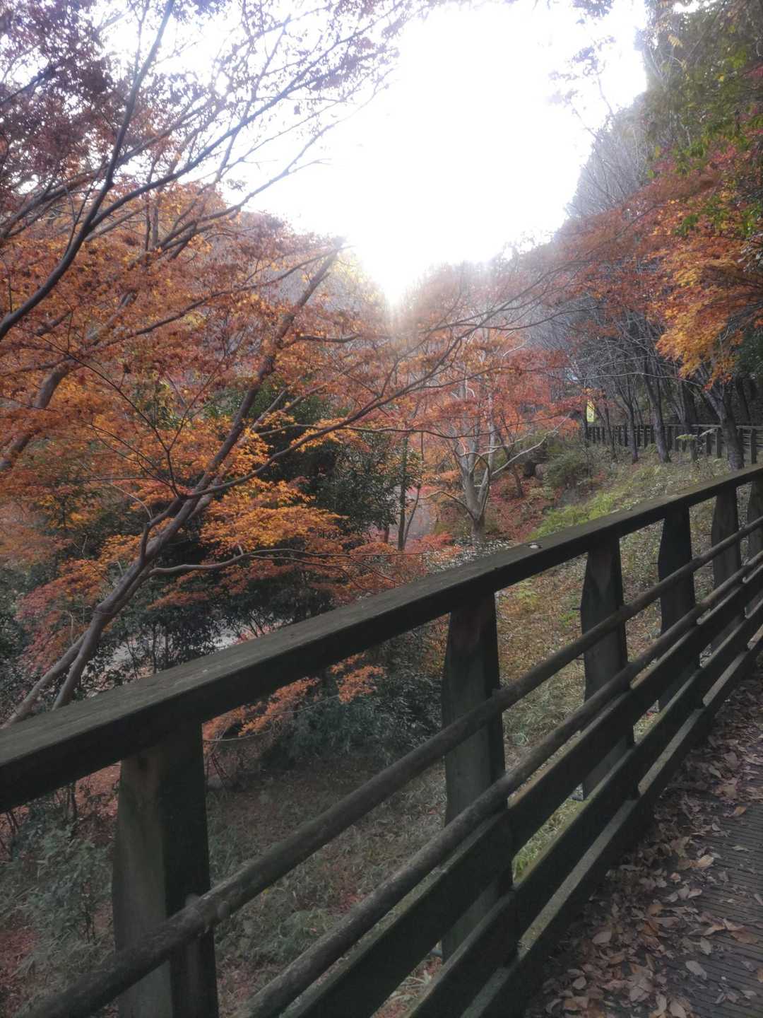 電車で楽天スパセ🤳ポチポチしてたらバッテリー減‼️
とりあえずGo！！
道中の🍁キレイでしたー