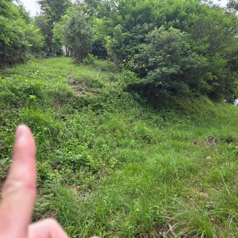 すぐ左斜めに登る(踏みあとアリ)