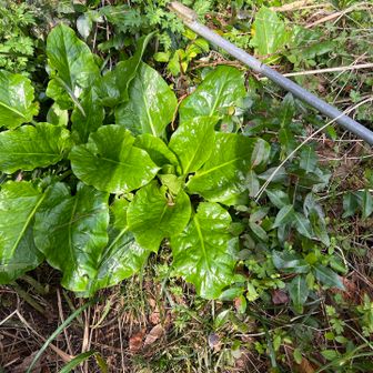 みずみずしい〜