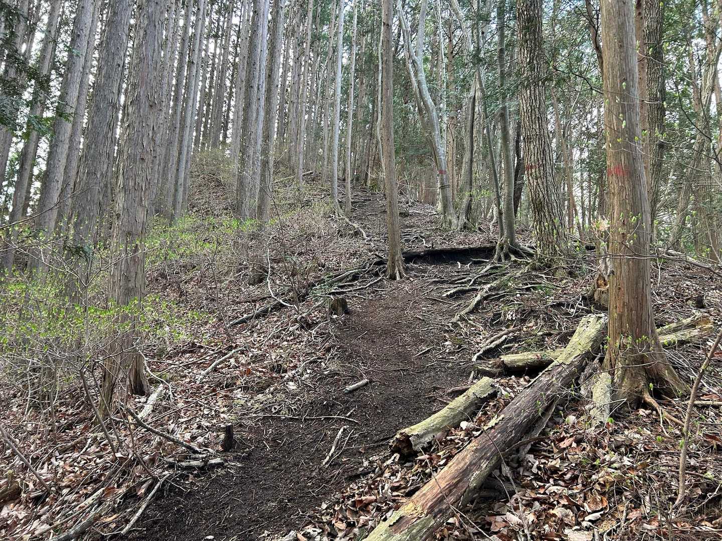 うつぼ沢出合-向山-花瓶山-花瓶沢登山口 周回コースの写真