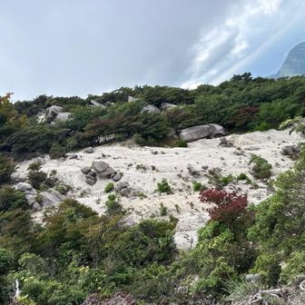 ココ好きだったなー