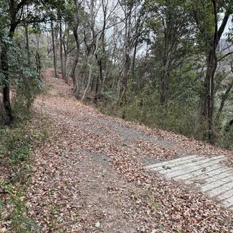 また林道と合流ー。