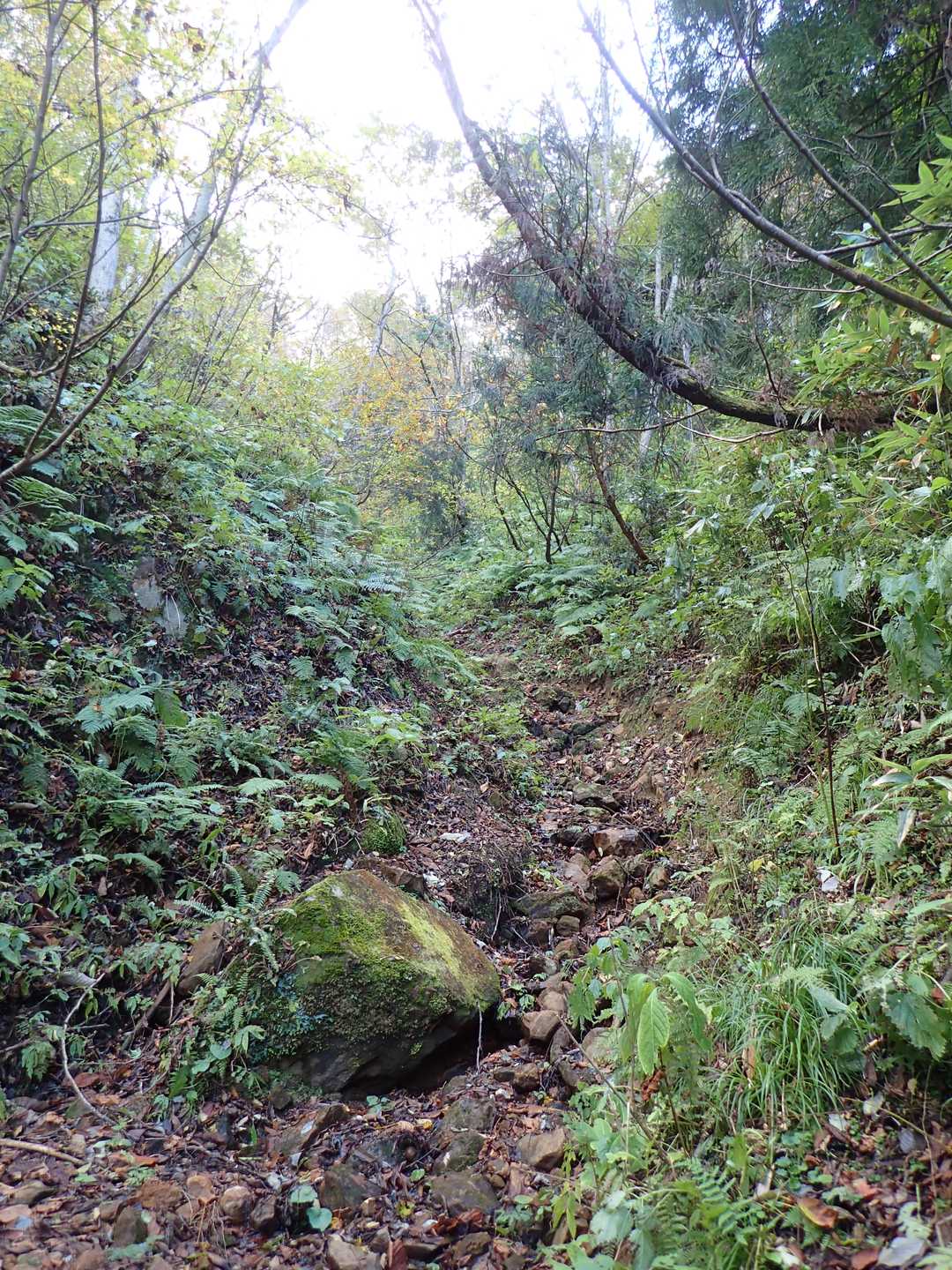 嶽原登山口-白鷹山-レーダー雨雪量計 往復コースの写真