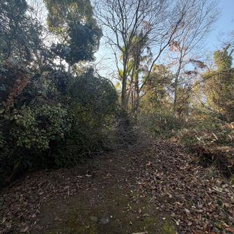 倒木してました🌳