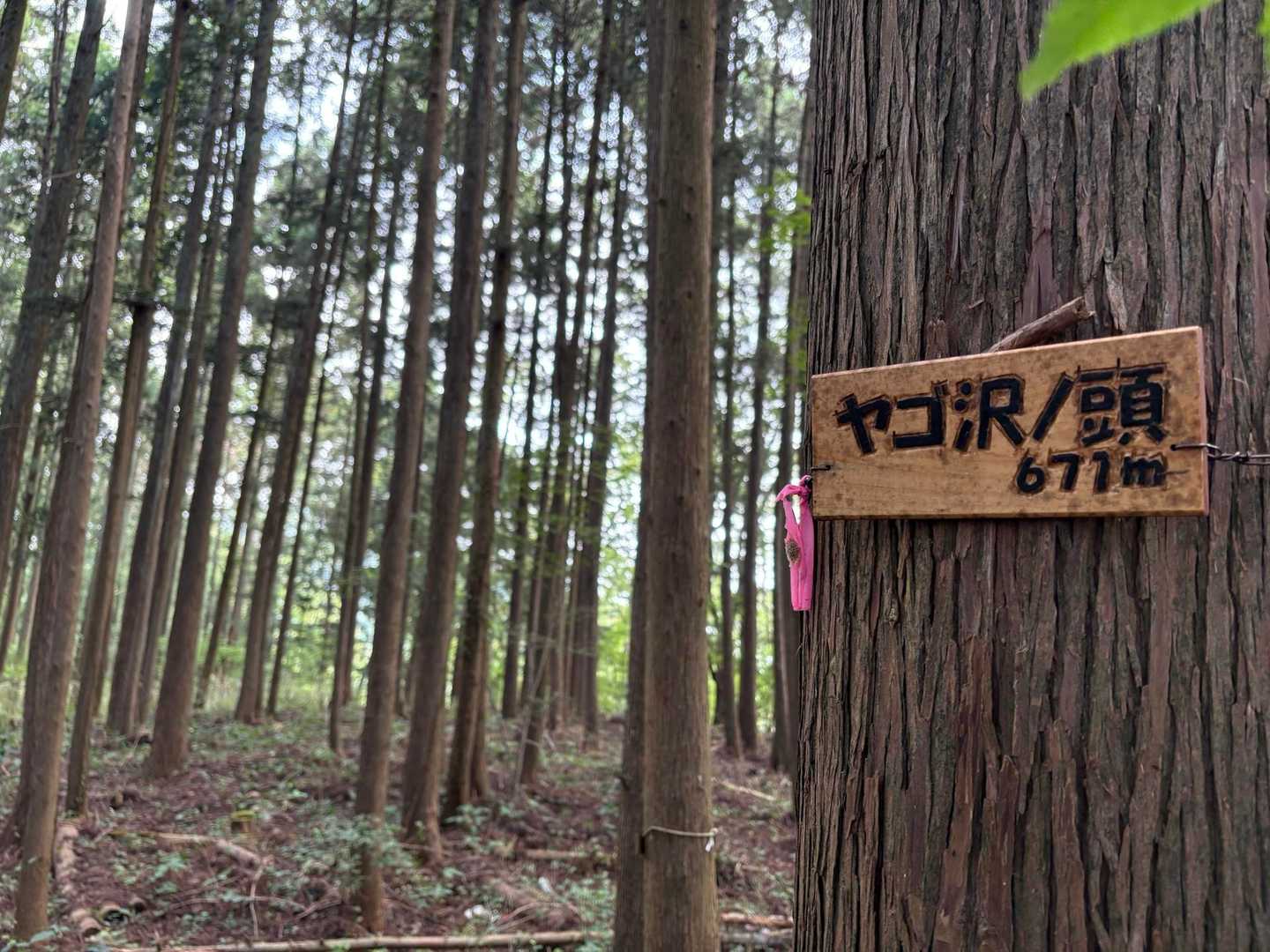 今回もヤゴ沢ノ頭の小ピークに寄り道。