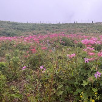 やはり山頂のお花畑は素晴らしい