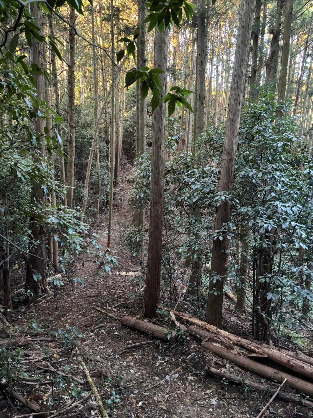 外秩父七峰縦走ハイキングコース入口-官ノ倉山-烏森山 往復コースの写真