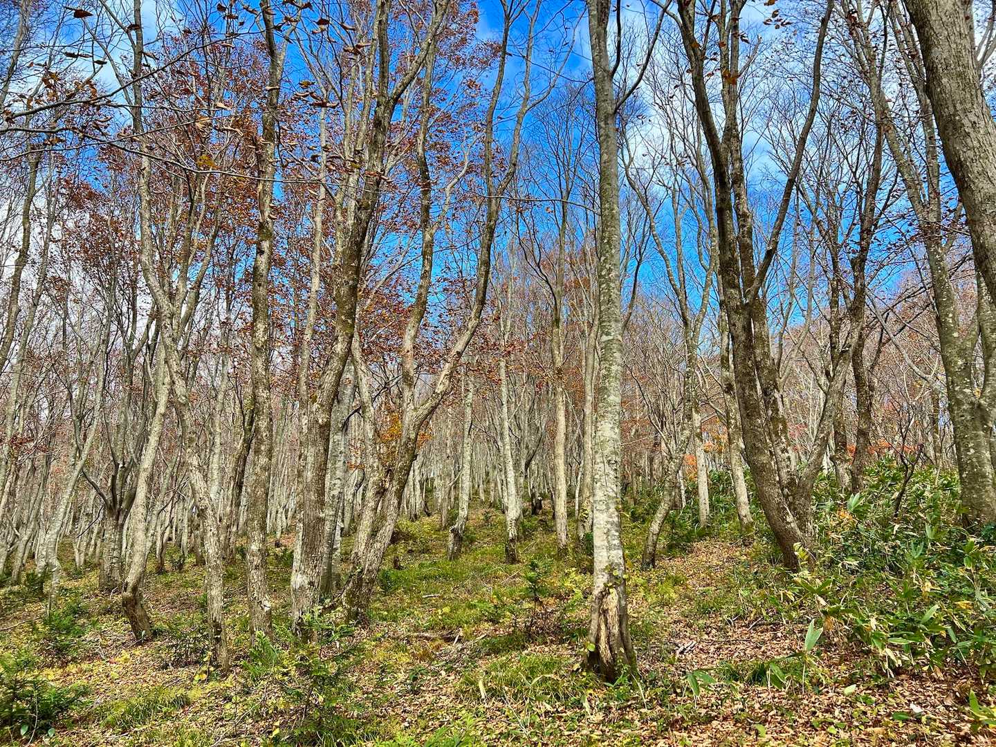 このあたりから小烏帽子岳に行けるはず…
って脇道に入り
ピンテを辿りながら山頂目指したんだけど
踏み跡もなにもなく
途中から笹藪だらけになり
かといって引き返すのもアレで
YAMAPで山頂の位置を確認しながら
ヤブを漕ぎ漕ぎ…🐢💦…🐇💦