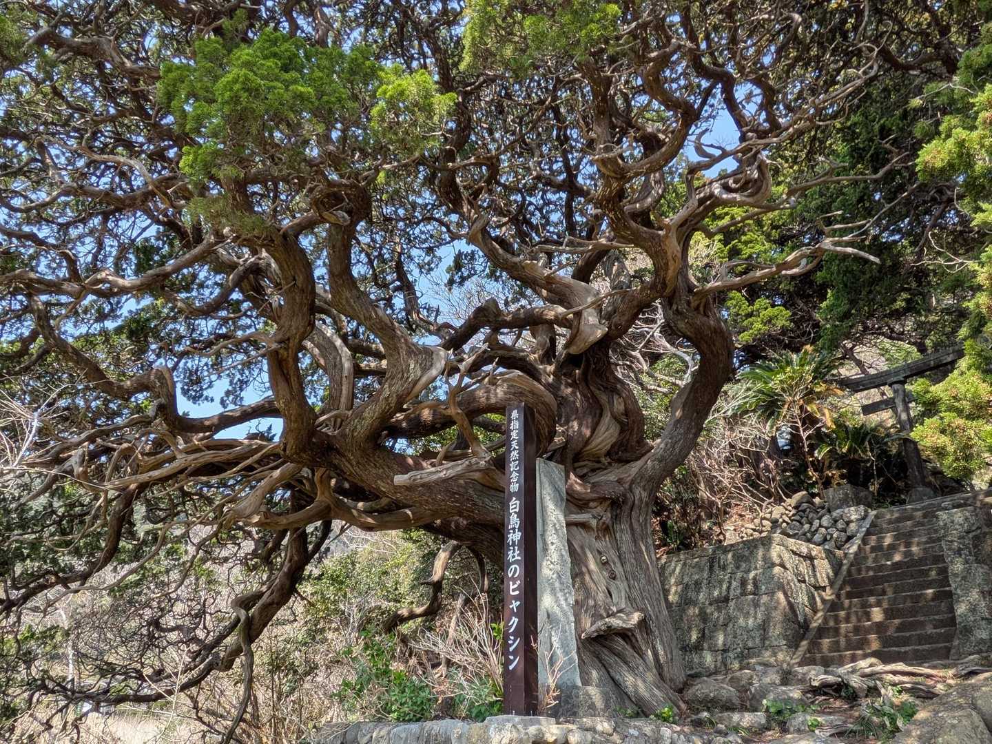 地元の方が「是非見に行ってほしい」と絶賛していたビャクシン🌳
形はもちろんなんですが、幹の色がとても素敵でした✨️