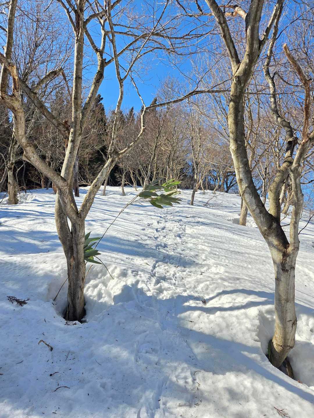 カンナ尾山に向かって歩きます。🚶‍♂️🚶‍♂️🚶‍♂️