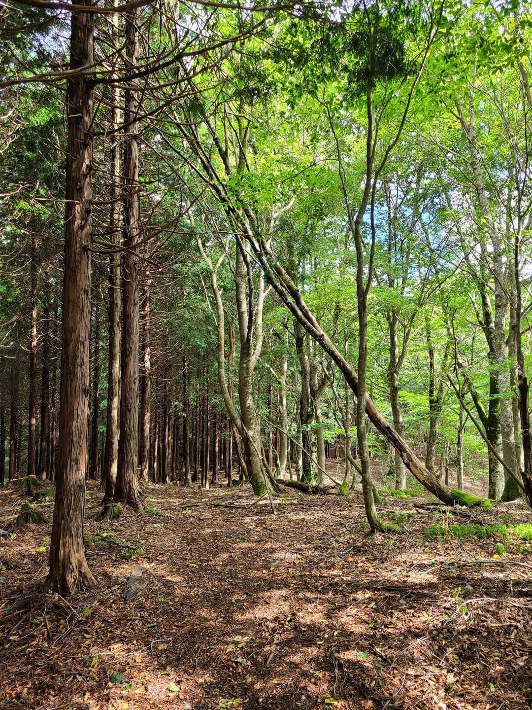 気持ちのいい登山道😇