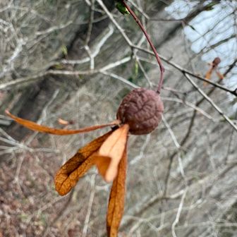 ツクバネ

初めて見た👀
キレイなツクバネの形😍

ここ国見台って言うけど眺望はない😢
だけど　アブラチャン　ツクバネ見れたから嬉しい🥹🎶