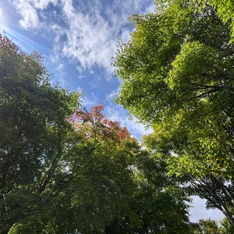 青空と少しの紅葉