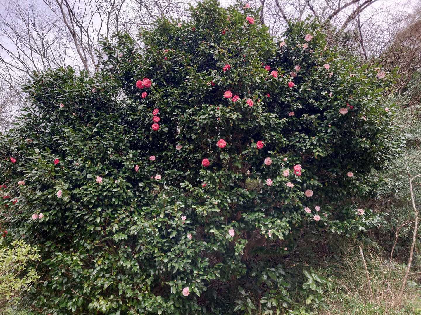 HAKONATURE わくわくコース（小涌谷周辺）の写真