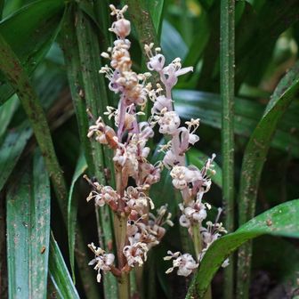 キチジョウソウ（吉祥草）
めでたい名前の植物で、かなり花付きの良い株だったが、もう枯れ始めていた。