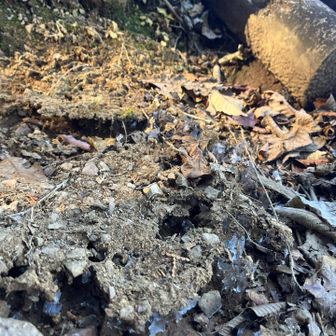 霜ばしらのデカい