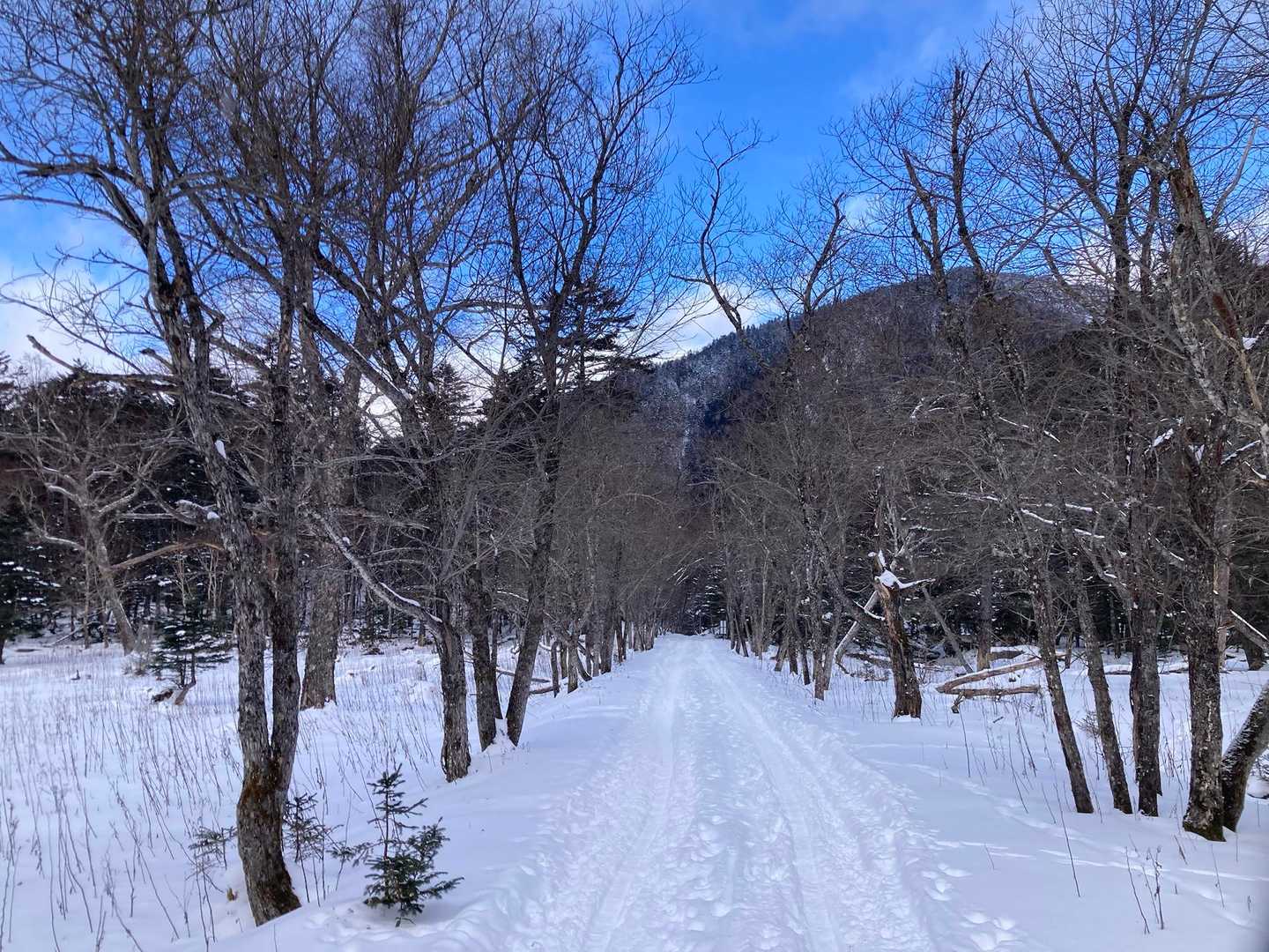 駐車場の道路の木々の雪はすっかりなくなっていました