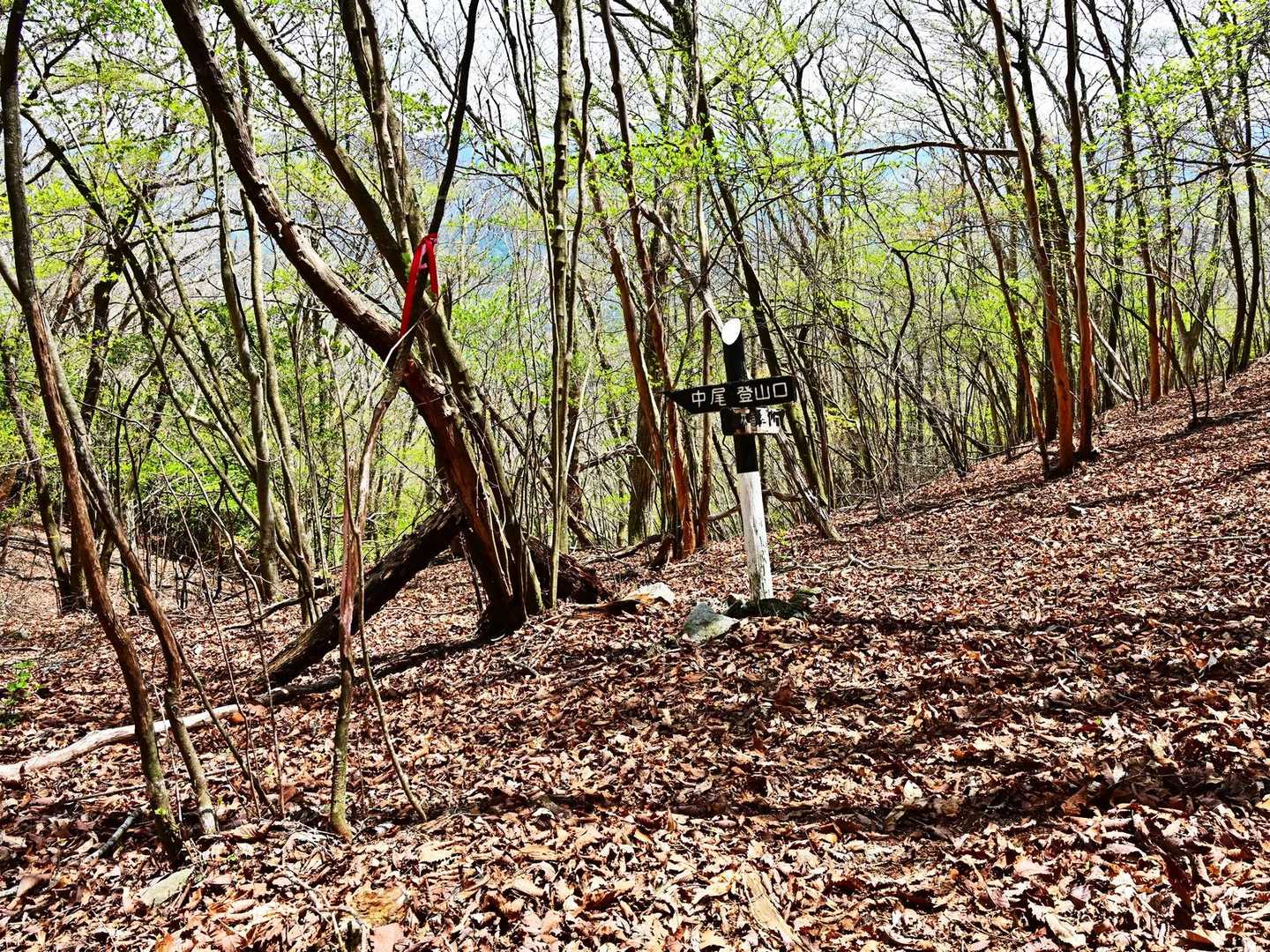 「← 中尾登山口　林道登山口 ↗」