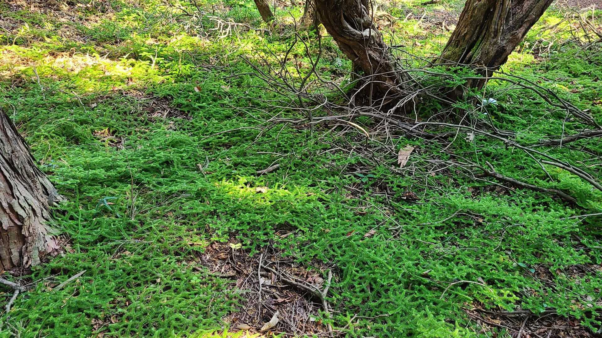 緑の絨毯