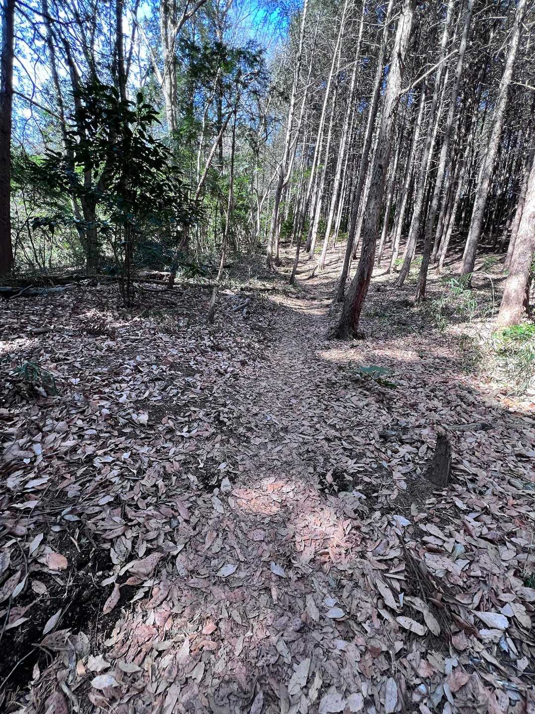 ちょっと、登山ぽい感じになってきたかな？