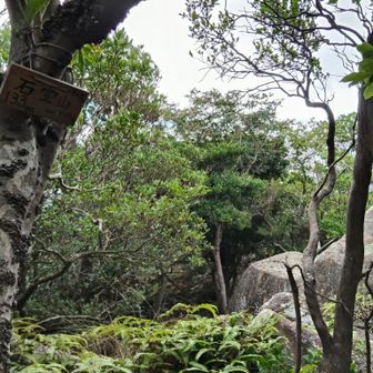 山頂は眺望なし 
さっきの岩に行ってみよう