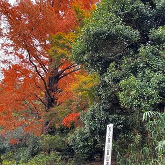 下山。紅くて素敵。