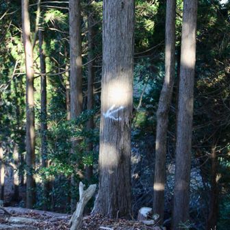 鍵掛。

とにかくこの【←】を見つけてください♪
道標ありがとうございます。
(🗺読図の実習をするなら梅ノ木尾根です。笑)