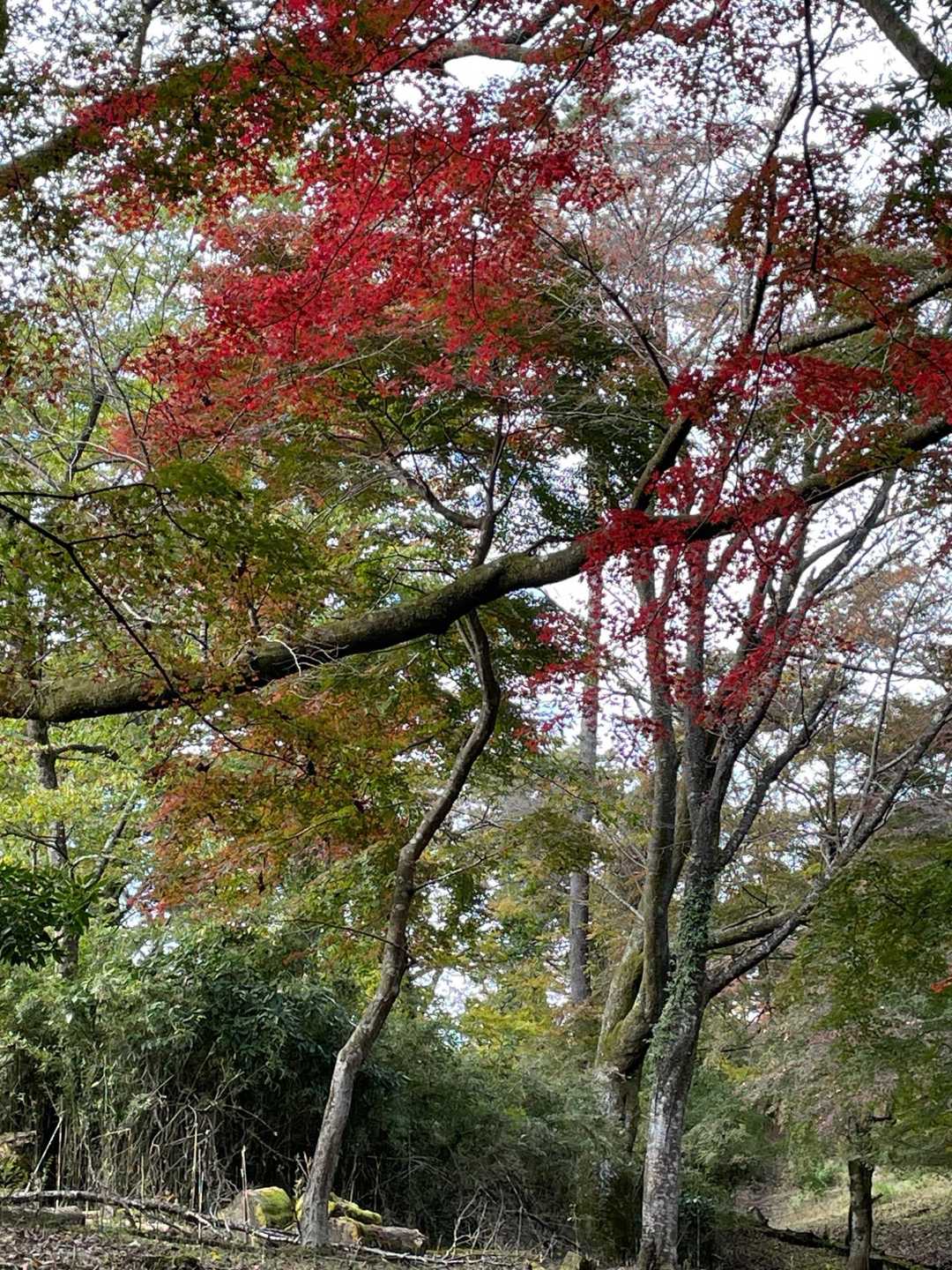 紅葉🍁も