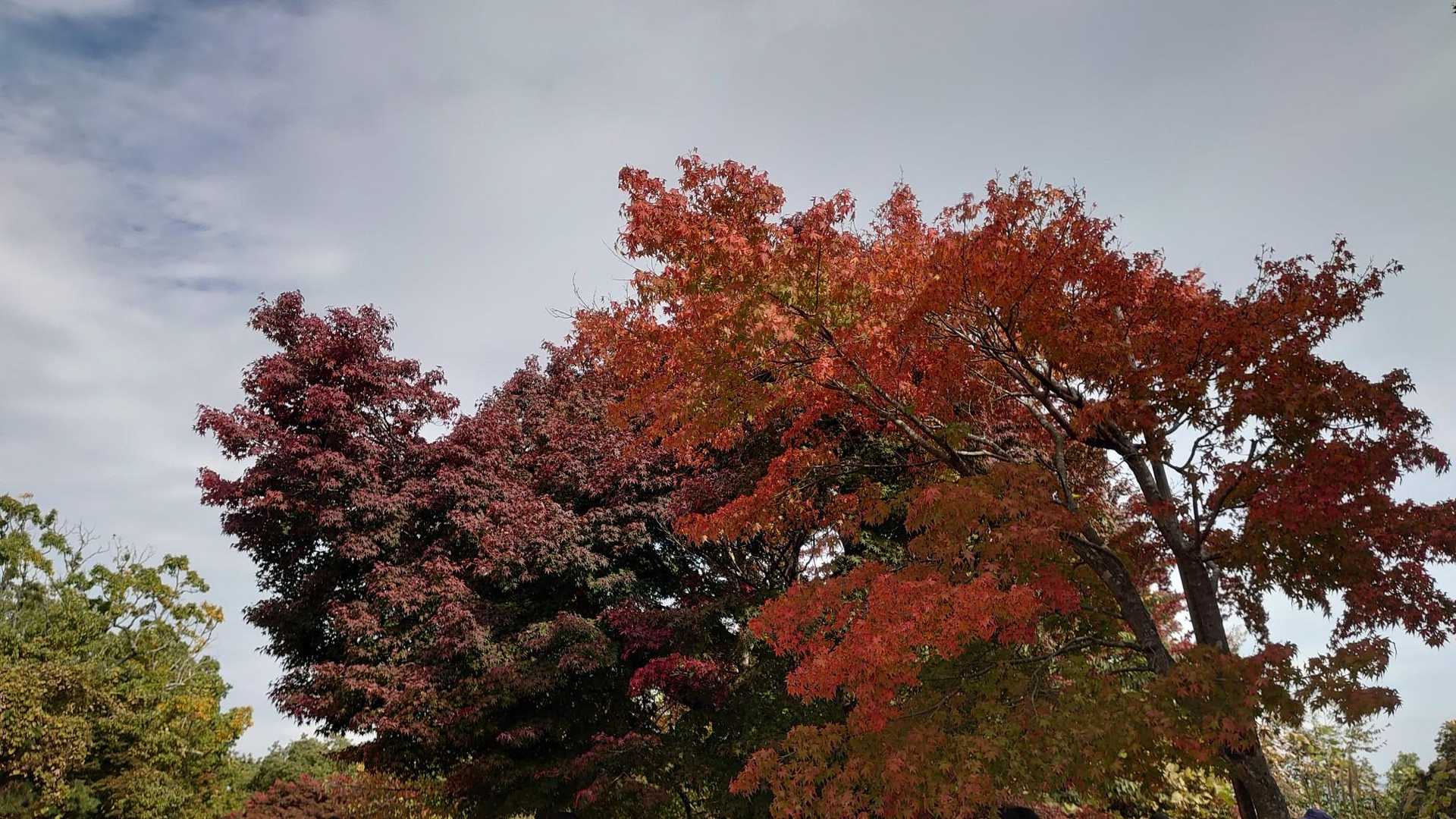んでもって、これは紅葉！
いっぱい覚えた(^_^)v