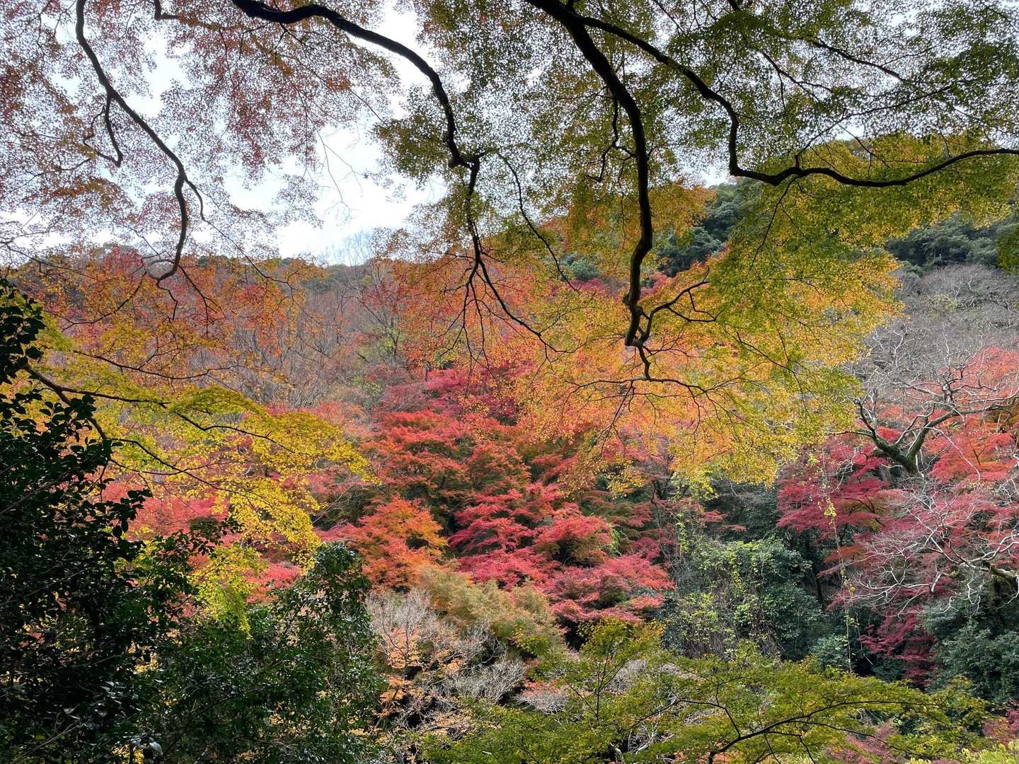 箕面大滝公園入口発着｜滝百選の名爆をめぐる往復コースの写真