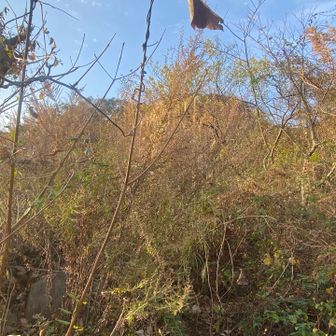 2026年、初の藪漕ぎいただきました♪
ホテル、薮、すぐ隣は学校よ？超不審者やないの