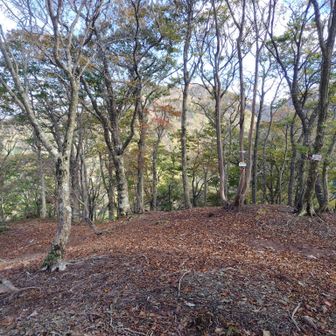 山頂は眺望はなく、この先も踏み跡がありますが、ﾊﾞﾘｴｰｼｮﾝﾙｰﾄとなります
御在所岳に引き返します