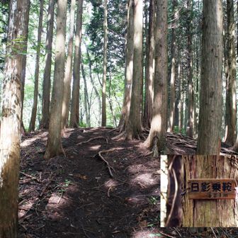 日影乗鞍頂上。右側のピンクテープが巻いてある杉の上に標識があります。