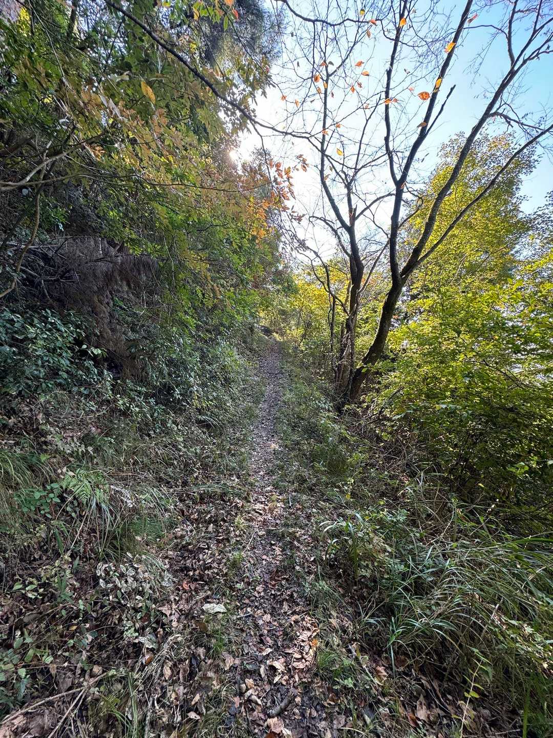 歩きやすい登山道