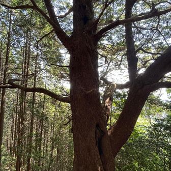 ご立派👏✨️栂の木🌳