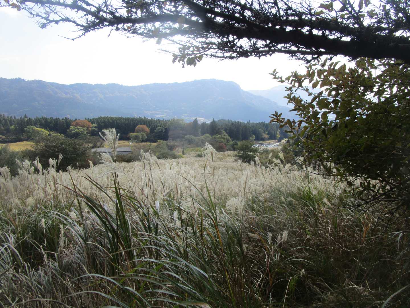 大戸尾根登山口-根子岳 往復コースの写真