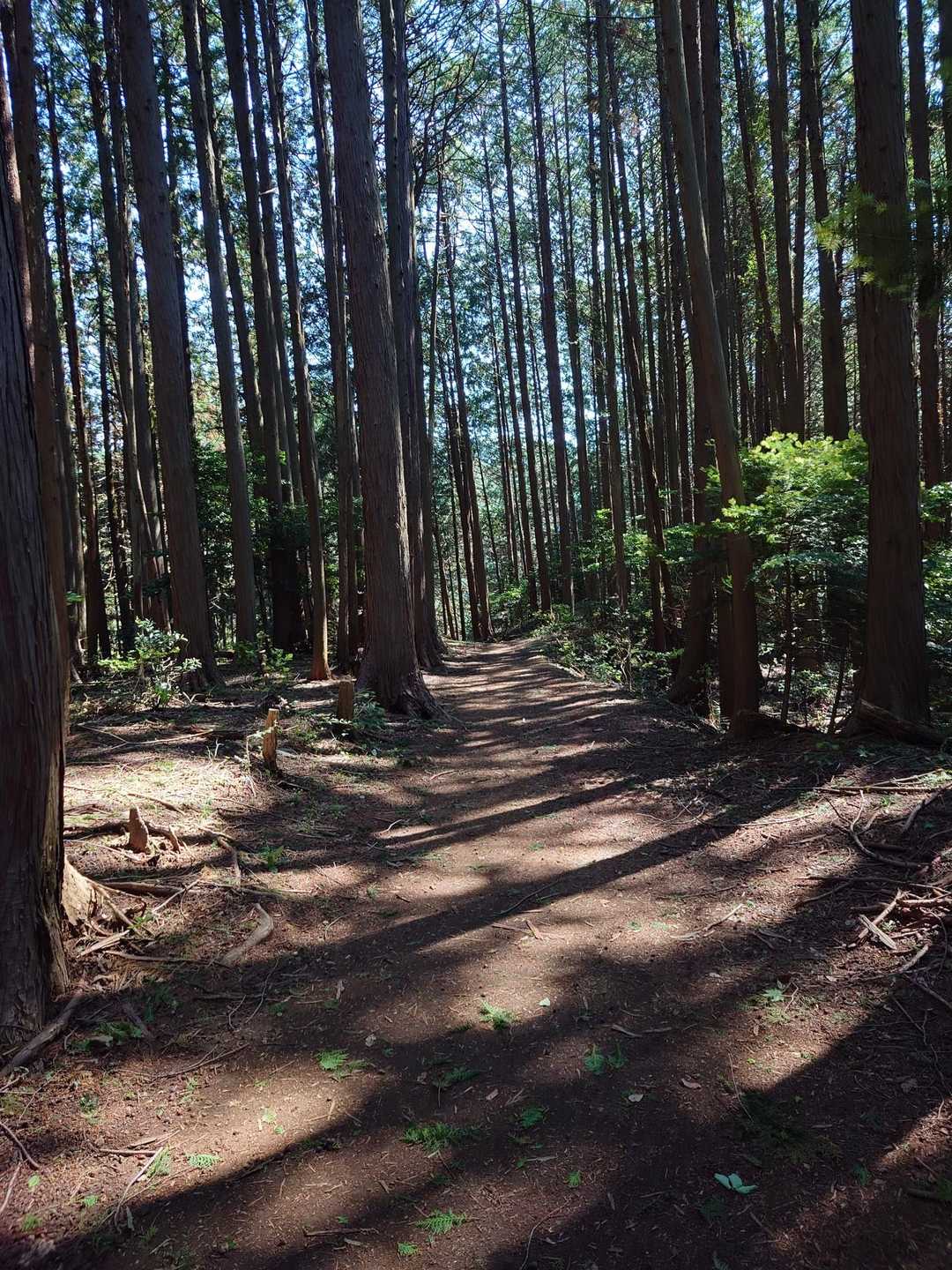 西吾野駅-高山不動パノラマコース登山口-高山不動尊萩の平コ 縦走コースの写真