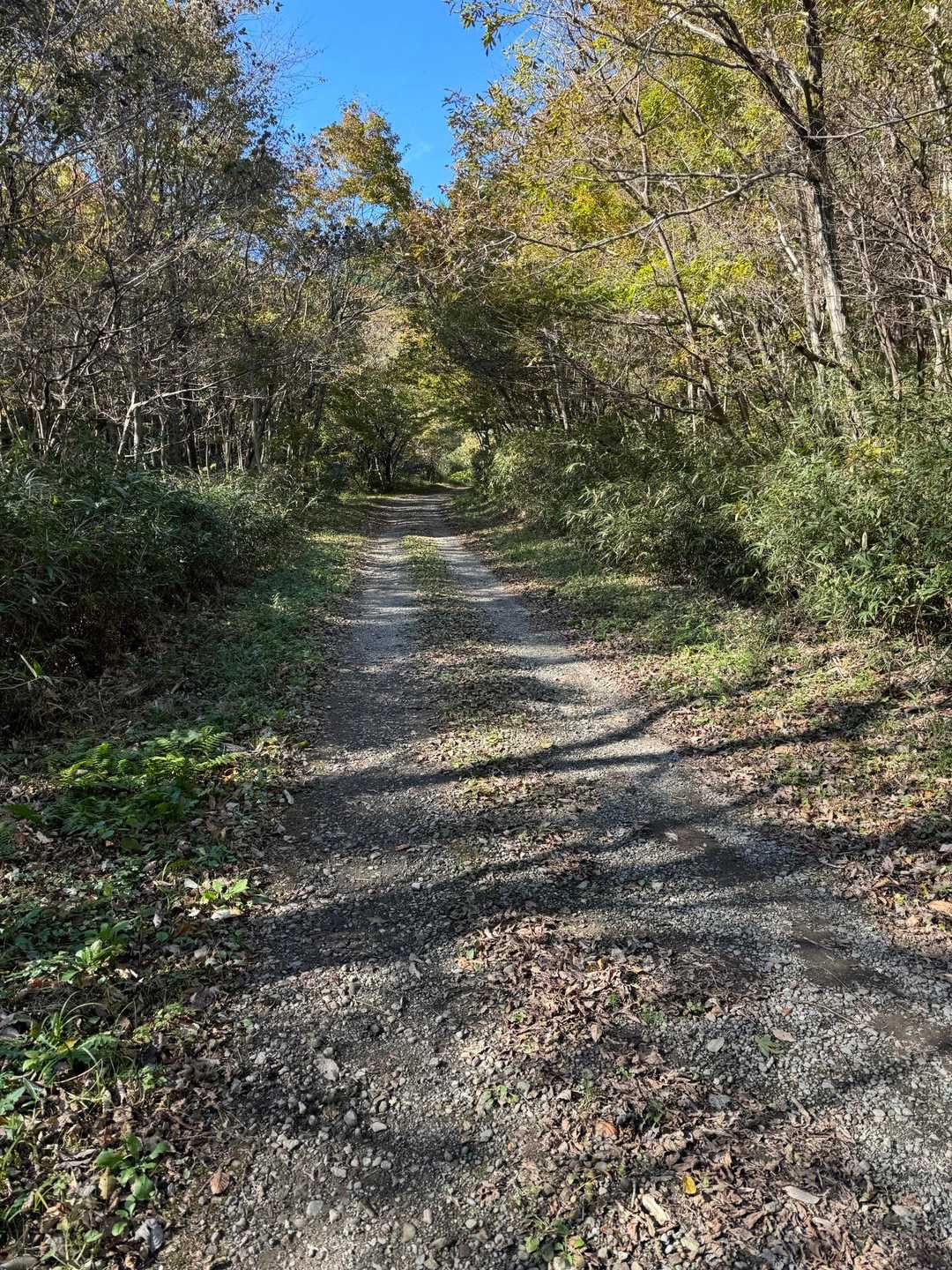 林道歩いて車まで。楽しかった