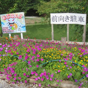 千鹿頭池駐車場のお花畑に帰ってきました