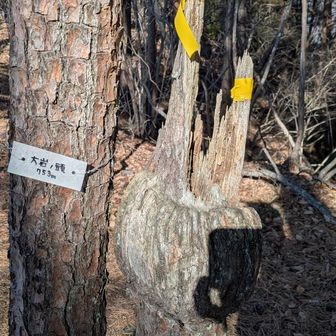 大岩の頭通過。標識の横に折れたコブ付きの切り株が。大岩じゃなくてウサギの頭？